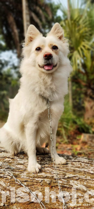 Japanese Spitz